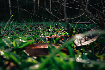 Dry leaves amid the damp lawn