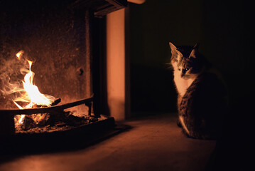 2 cats standing at the fireplace