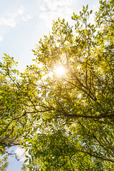 The sun shines through the canopy of leaves. Sunlight shines through tree. Die Sonne scheint durchs Blätterdach. Sonnenlicht scheint durch Baum.