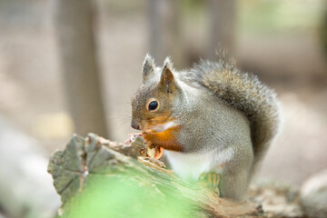 リスのカワイイ姿　Squirrel