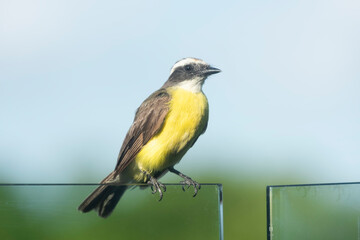 The great Kiskadee Pitangus sulphuratus perched on a crystal parapet on a terrace in Mexico