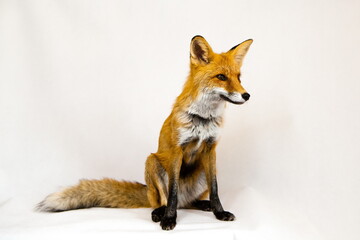 Red ginger fox sits on a white background
