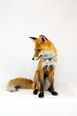 Red ginger fox sits on a white background
