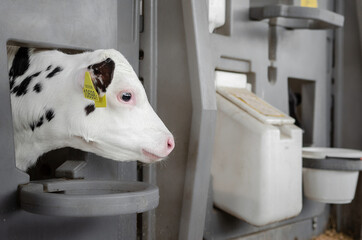 Dairy calves fed milk in the stable. Calf on a dairy farm drinking millk from a drinking bowls