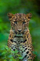 Fototapeta na wymiar Leopard in natural habitat