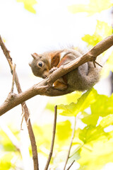 リスのカワイイ姿　Squirrel