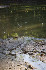 water flowing in the forest