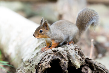 リスのカワイイ姿　Squirrel