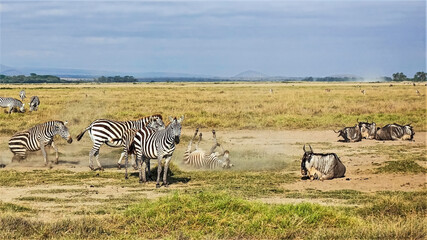Fototapeta na wymiar Wildlife in the savannah of Kenya. A group of zebras and wildebeests is resting on the yellow grass. Animals lie, roll in the dust, look at the camera. Impala antelopes graze in the distance. Amboseli