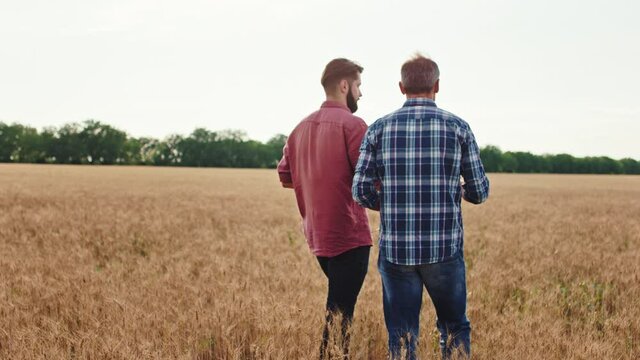 Concept of agriculture walking through the wheat field farmer mature man and his son charismatic guy they analyzing the new technology of agriculture and farming. Shot on ARRI Alexa Mini