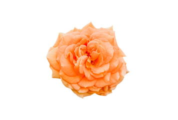 orange rose isolated on white