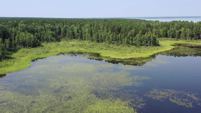 Aerial video of forest boggy lake in the Karakansky pine forest near the shore of the Ob reservoir.
