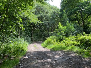 Rough country track, with stones, wild plants and old trees near, Mirfield, Yorkshire, UK