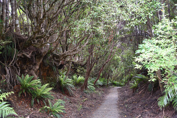 Naklejka na ściany i meble New Zealand- Full Frame View of a Rain Forest Hiking Trail