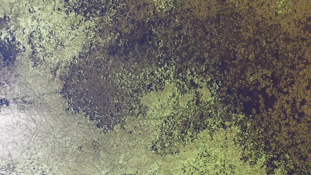 Aerial video of forest boggy lake in the Karakansky pine forest near the shore of the Ob reservoir.