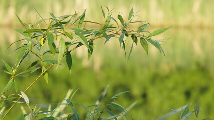 willow branches with green leaves