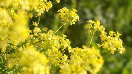 yellow meadow flowers as background