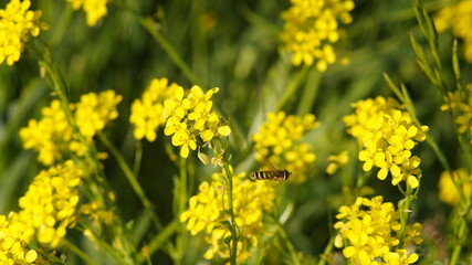 a bee flies between yellow flowers in a meadow