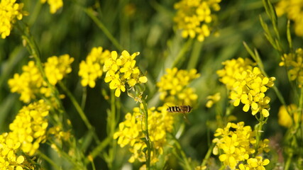 Obraz premium pszczoła leci wśród żółtych kwiatów na łące