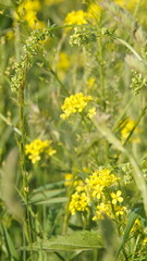 Obraz premium two plants joined in an arch in a meadow