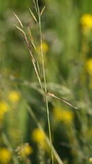 dragonfly on a thin plant stalk
