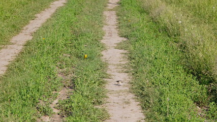 dirt road with a gray bird on it