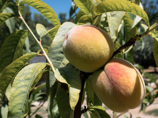 Two peaches begin to ripen in a peach tree Prunus persica beginning to acquire a reddish color in...
