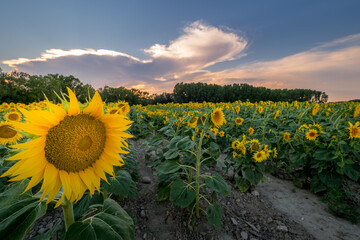 Obraz premium flowers and sunflower field at the end of the day in Provence