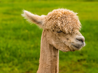 A long-necked, recently sheared,  apricot coloured Alpaca in Charnwood Forest, UK on a spring day, shot with face focus and blurred background