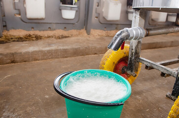 Dairy calves fed milk in the stable. Calf on a dairy farm drinking millk from a drinking bowls