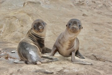 Fototapeta premium Curious Baby Sea Lions