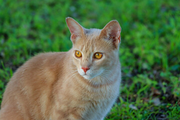 Naklejka na ściany i meble Close up image of an orange tabby cat