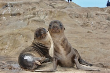 Baby Sea Lion Siblings