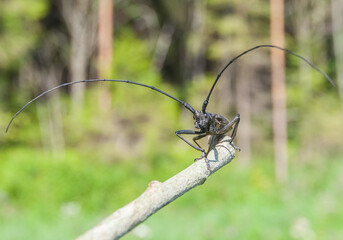 Black fir barbel.