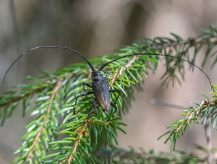 Black fir barbel.