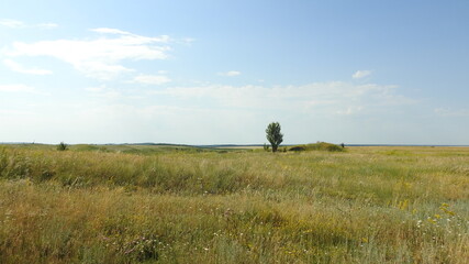 Summer steppe and a lonely tree