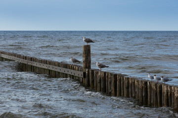Mewy na morskim falochronie © Joanna