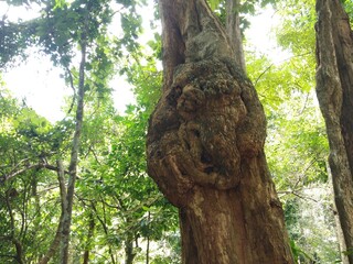 owl on tree