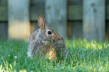 bunny on grass