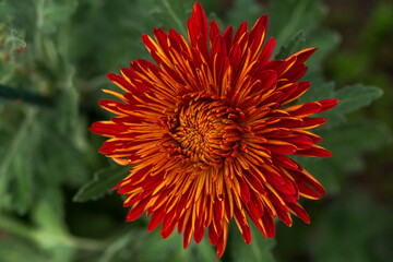 Macro photography of the red chrysanthemum in the Botanical garden. Beautiful abstract background of red petals in selective focus. The natural layout of the postcard. Bright floral background.