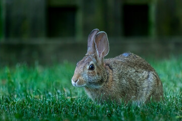 rabbit on green grass