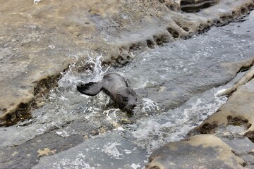 Baby Sea Lion Swimming