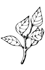 a twig with leaves the natural environment nature black-and-white hand-drawn sketch outline badge emblem logo symbol sticker decal