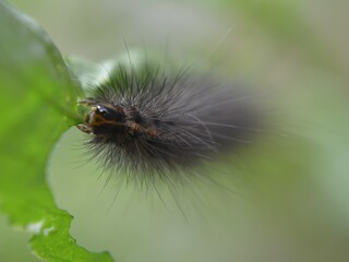 Garden Tiger Caterpillar eating a leaf in Portsmouth UK July