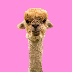Funny brown alpaca on pink background