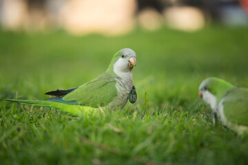 Green parrots in grass at sunset in Barcelona Spain