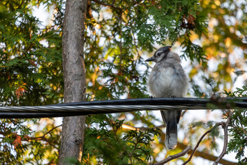 Young blue jay on wire