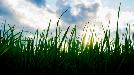 Fototapeta premium green grass and blue sky