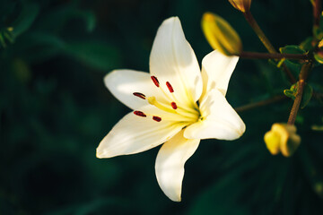 Beautiful white lily in the garden outdoors, lily blossom, spring time, nature bloom
