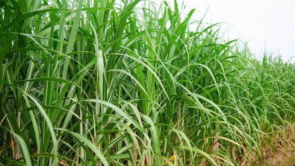 green grass in the wind